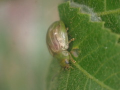 Calomela pallida