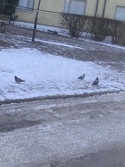 Columba livia domestica