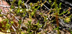 Euchaetis elsieae