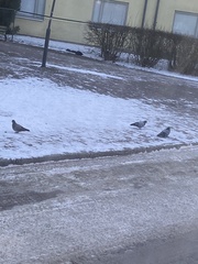 Columba livia domestica