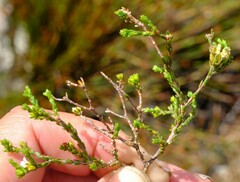 Euchaetis elsieae