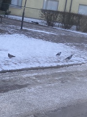 Columba livia domestica