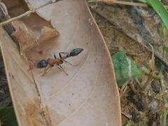 Tetraponera rufonigra