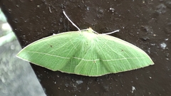 Tanaoctenia haliaria