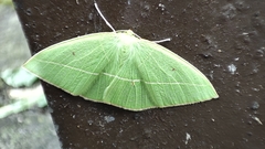 Tanaoctenia haliaria