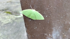 Tanaoctenia haliaria