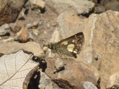 Dalla