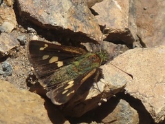Dalla