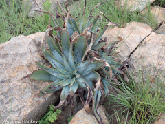 Aloe suprafoliata