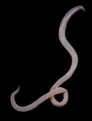 Hemipodia simplex image