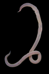 Hemipodia simplex image