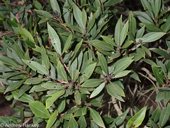 Syzygium legatii