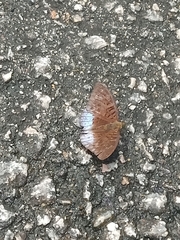 Tanaecia clathrata