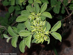 Vangueria macrocalyx
