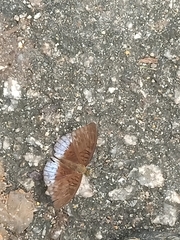 Tanaecia clathrata