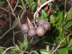 Syzygium legatii