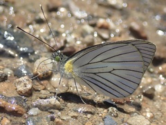 Leptophobia tovaria