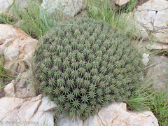 Euphorbia pulvinata