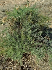 Asparagus horridus
