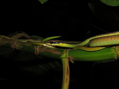 Dendrelaphis underwoodi