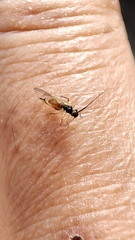 Stenopsocus