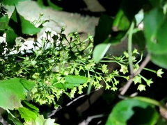 Plagianthus regius regius