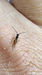 Stenopsocus