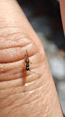 Stenopsocus