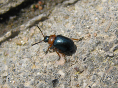 Gastrophysa polygoni