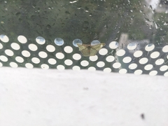 Thalassodes quadraria