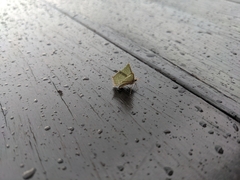 Thalassodes quadraria