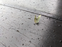 Thalassodes quadraria