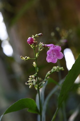 Strobilanthes hamiltoniana