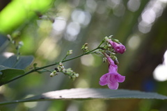 Strobilanthes hamiltoniana