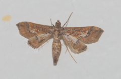 Hydriris