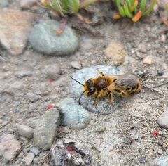 Leioproctus fulvescens