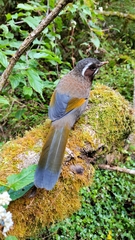 Trochalopteron morrisonianum