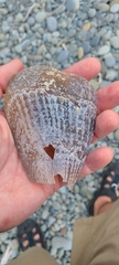 Atrina zelandica