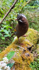 Trochalopteron morrisonianum