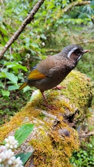 Trochalopteron morrisonianum