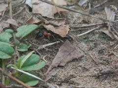 Tetraponera rufonigra