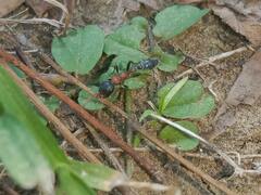 Tetraponera rufonigra