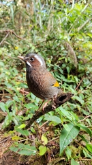 Trochalopteron morrisonianum