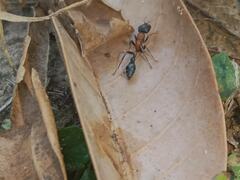 Tetraponera rufonigra