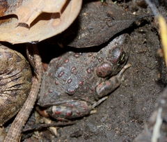 Anaxyrus boreas halophilus