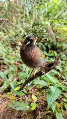 Trochalopteron morrisonianum