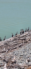 Phalacrocorax punctatus punctatus