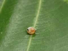 Helicarion perfragilis