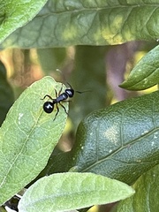 Polyrhachis femorata