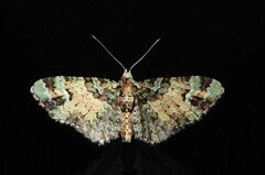 Pasiphila bilineolata